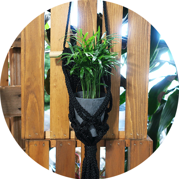 Black macrame plant hanger with small palm plant